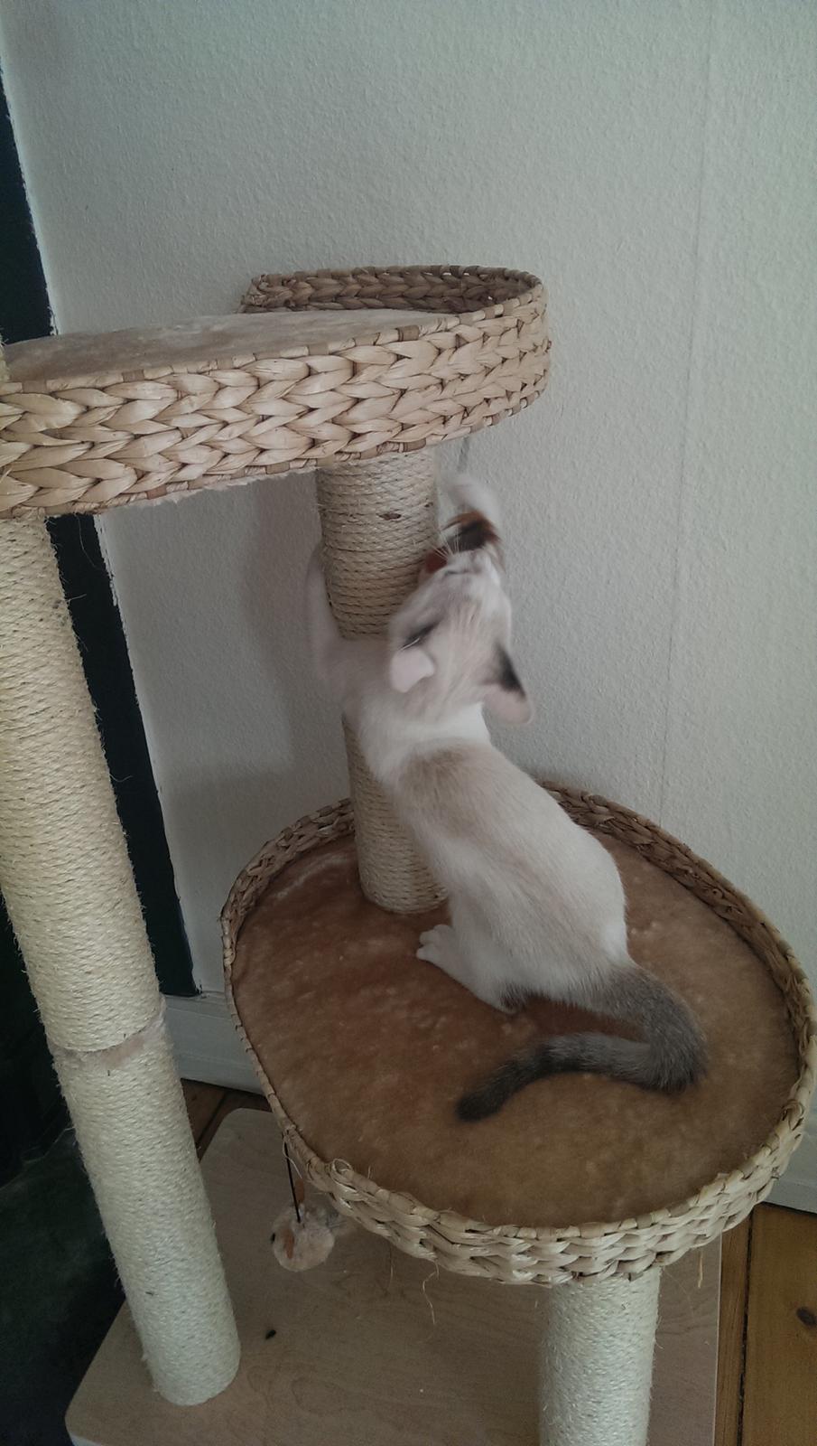 Blanding af racer Rhaegar billede 8