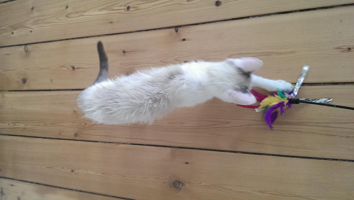 Blanding af racer Rhaegar - Lidt plævset after at være blevet loppe spayet billede 9