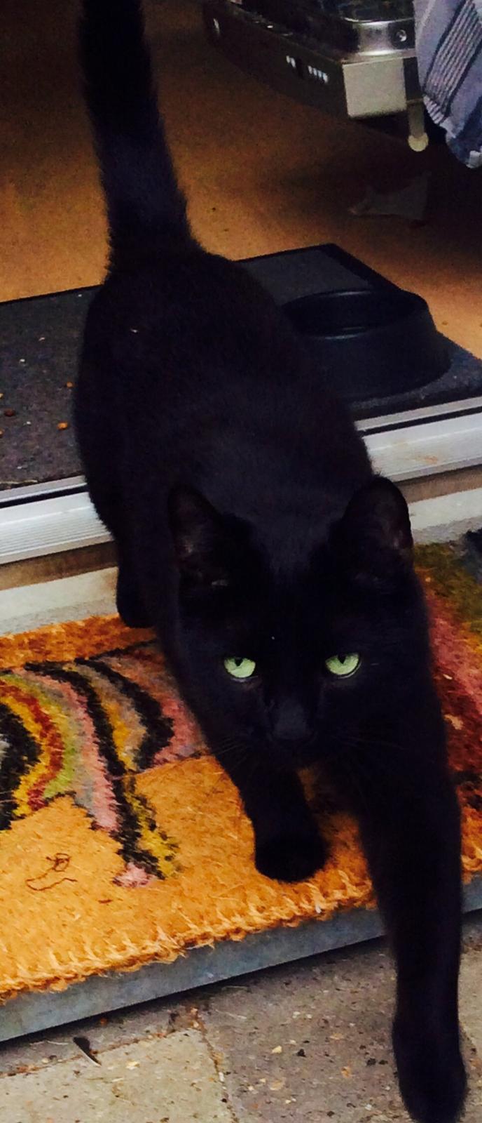 Huskat Kattegårdens Sorte billede 12