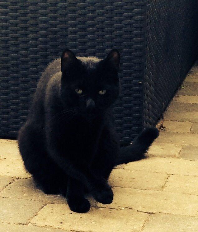 Huskat Kattegårdens Sorte billede 13