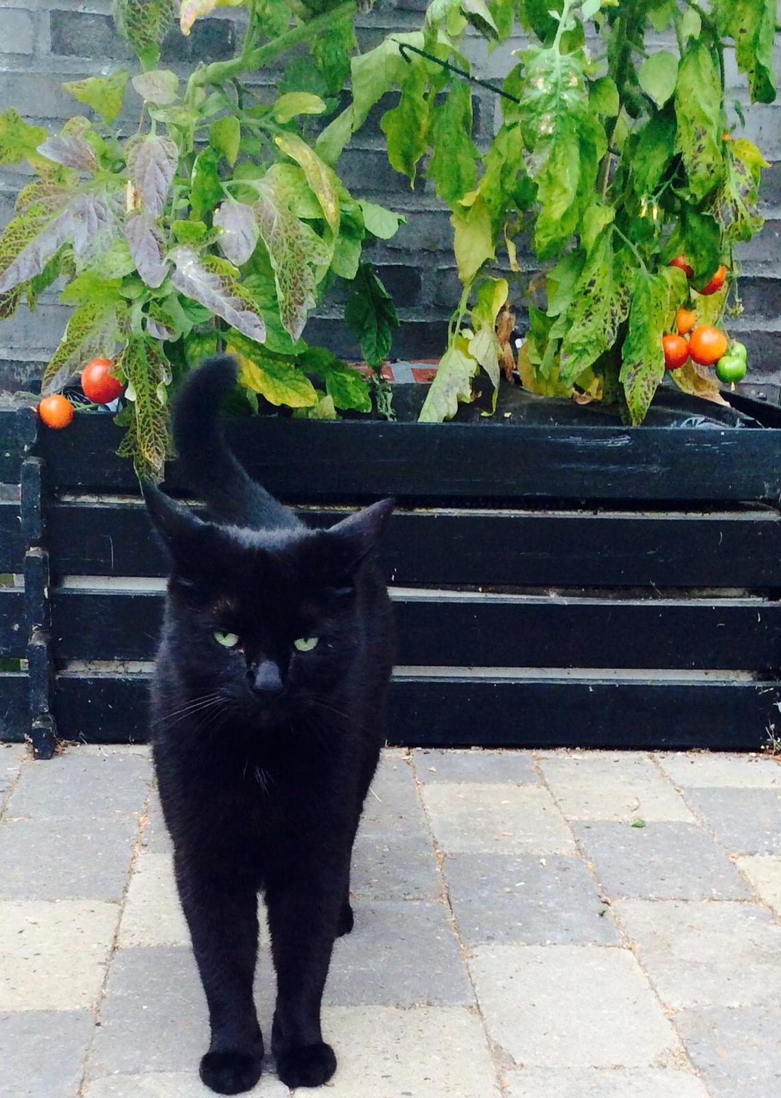 Huskat Kattegårdens Sorte billede 14