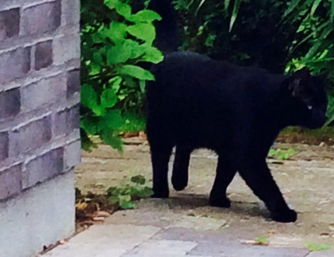 Huskat Kattegårdens Sorte billede 15