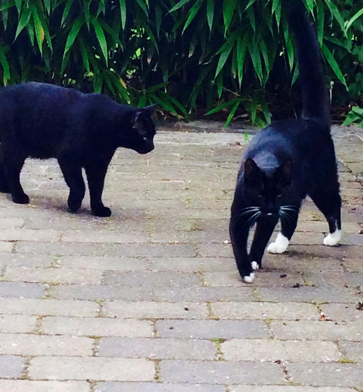 Huskat Kattegårdens Sorte billede 16