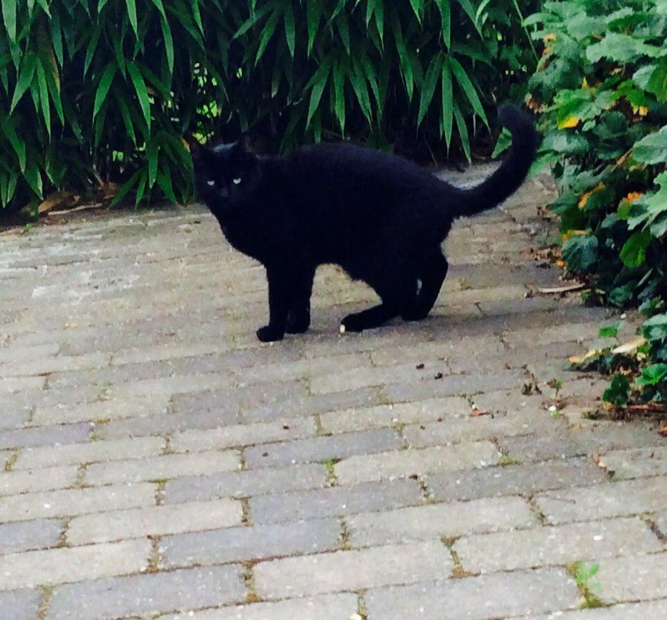 Huskat Kattegårdens Sorte billede 17