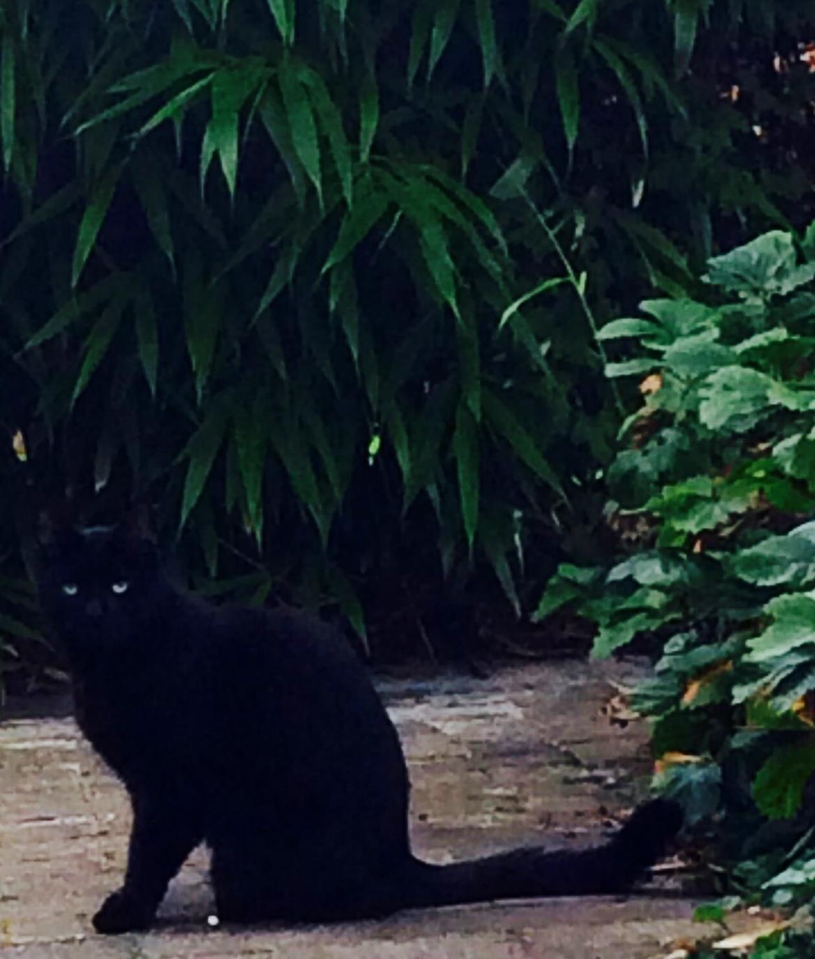 Huskat Kattegårdens Sorte billede 18