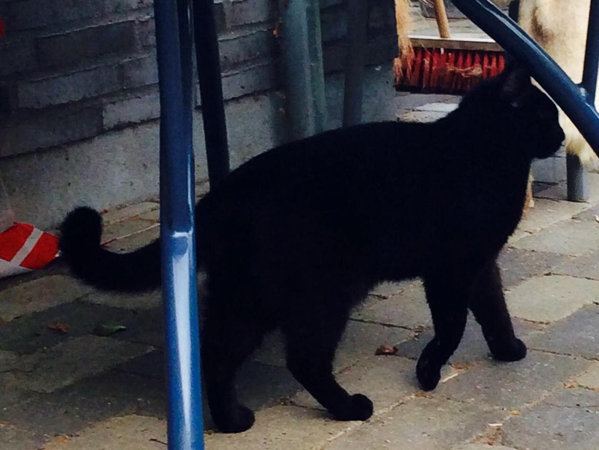 Huskat Kattegårdens Sorte billede 20