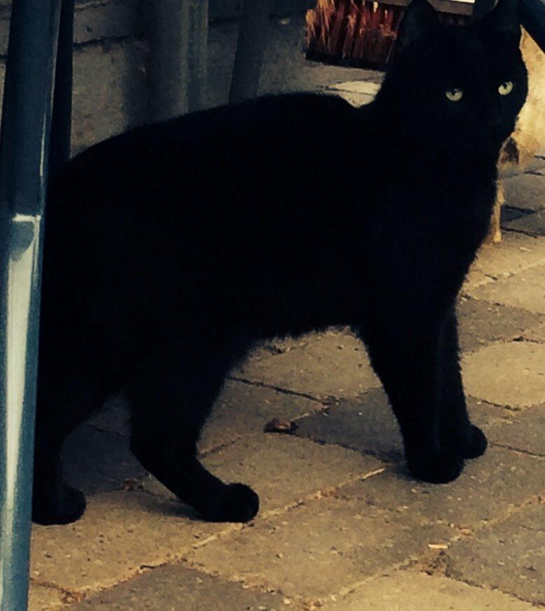 Huskat Kattegårdens Sorte billede 22