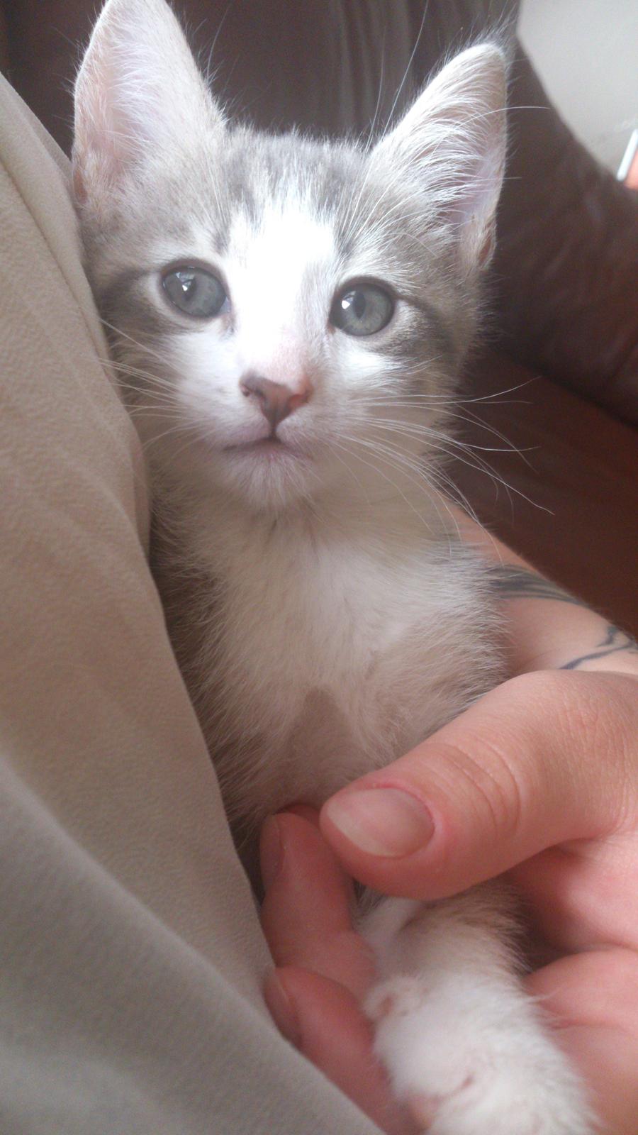 Blanding af racer Niimah billede 2