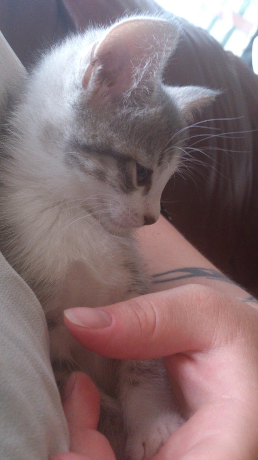 Blanding af racer Niimah billede 4