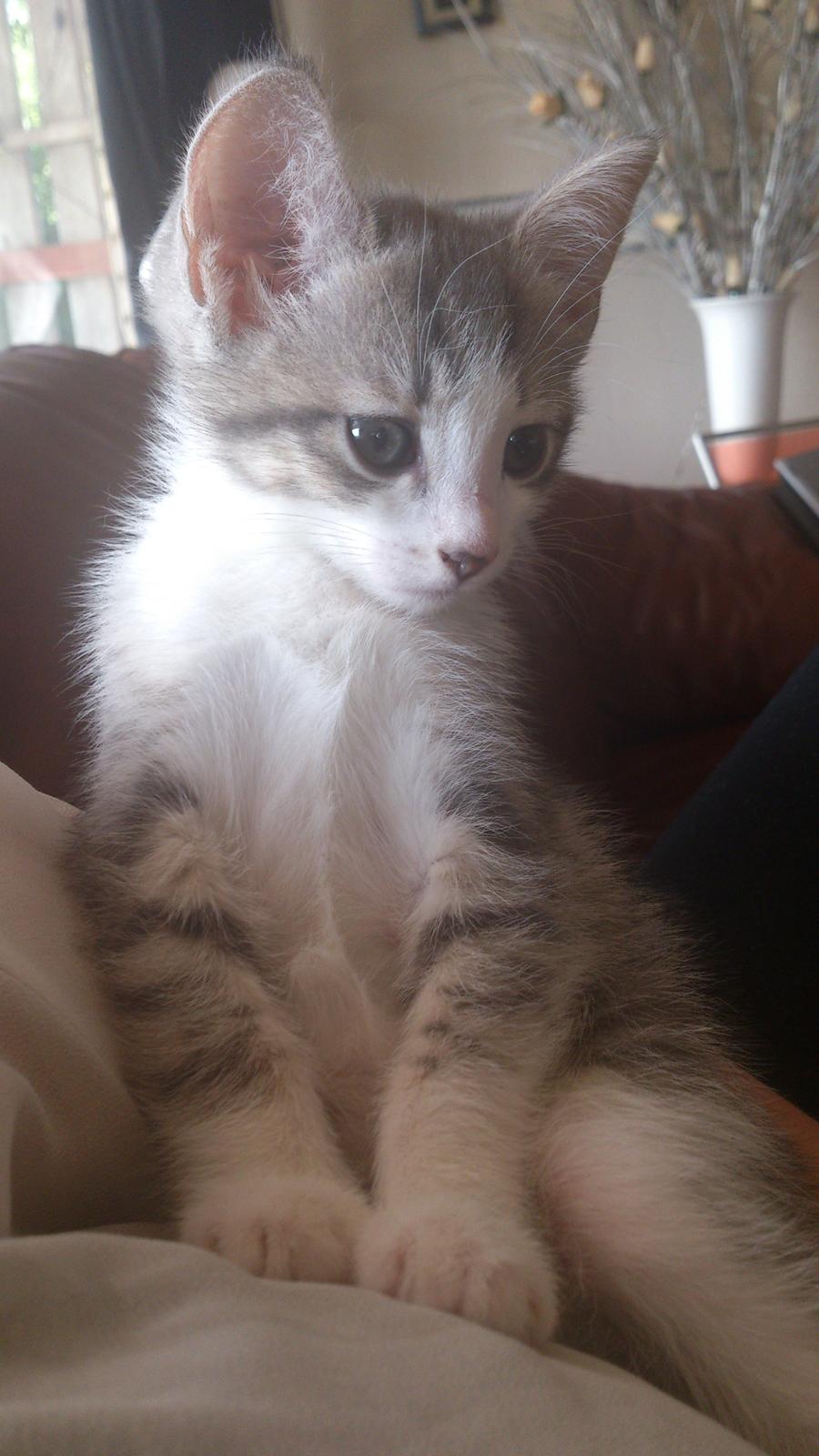 Blanding af racer Niimah billede 8