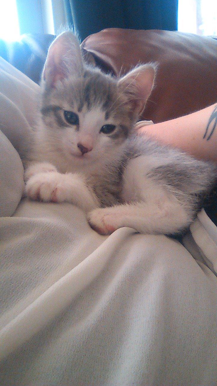 Blanding af racer Niimah billede 6