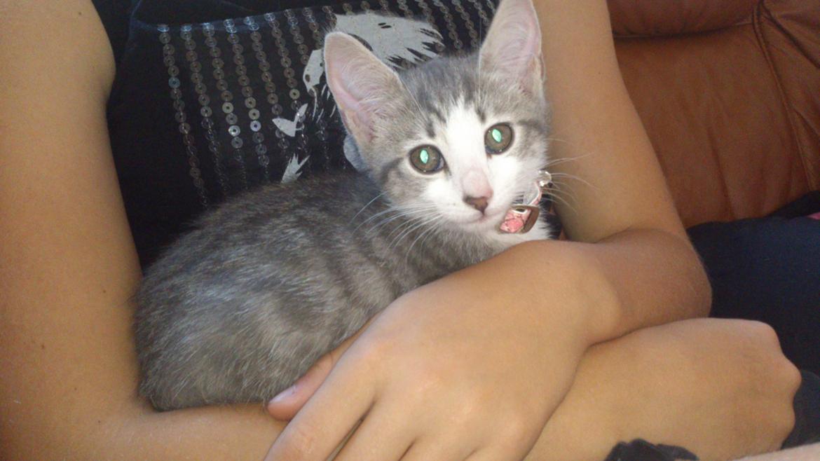 Blanding af racer Niimah billede 1