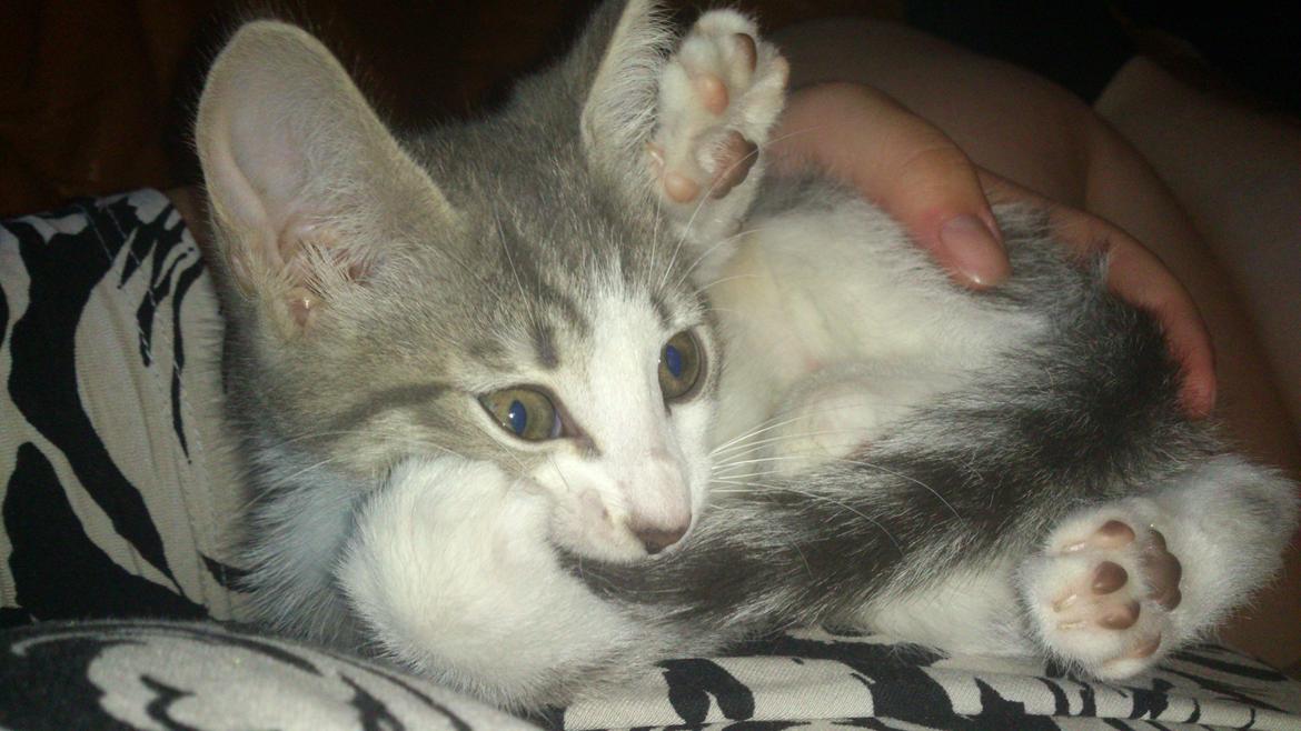 Blanding af racer Niimah billede 10