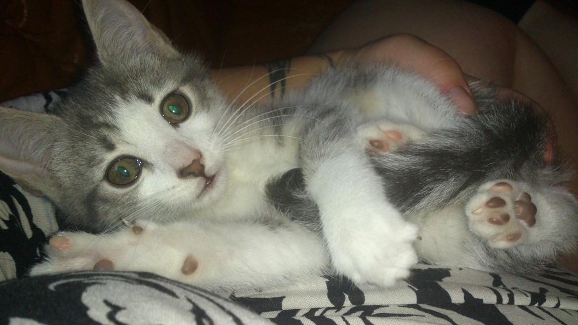 Blanding af racer Niimah billede 9