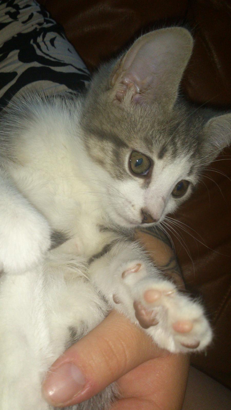 Blanding af racer Niimah billede 7