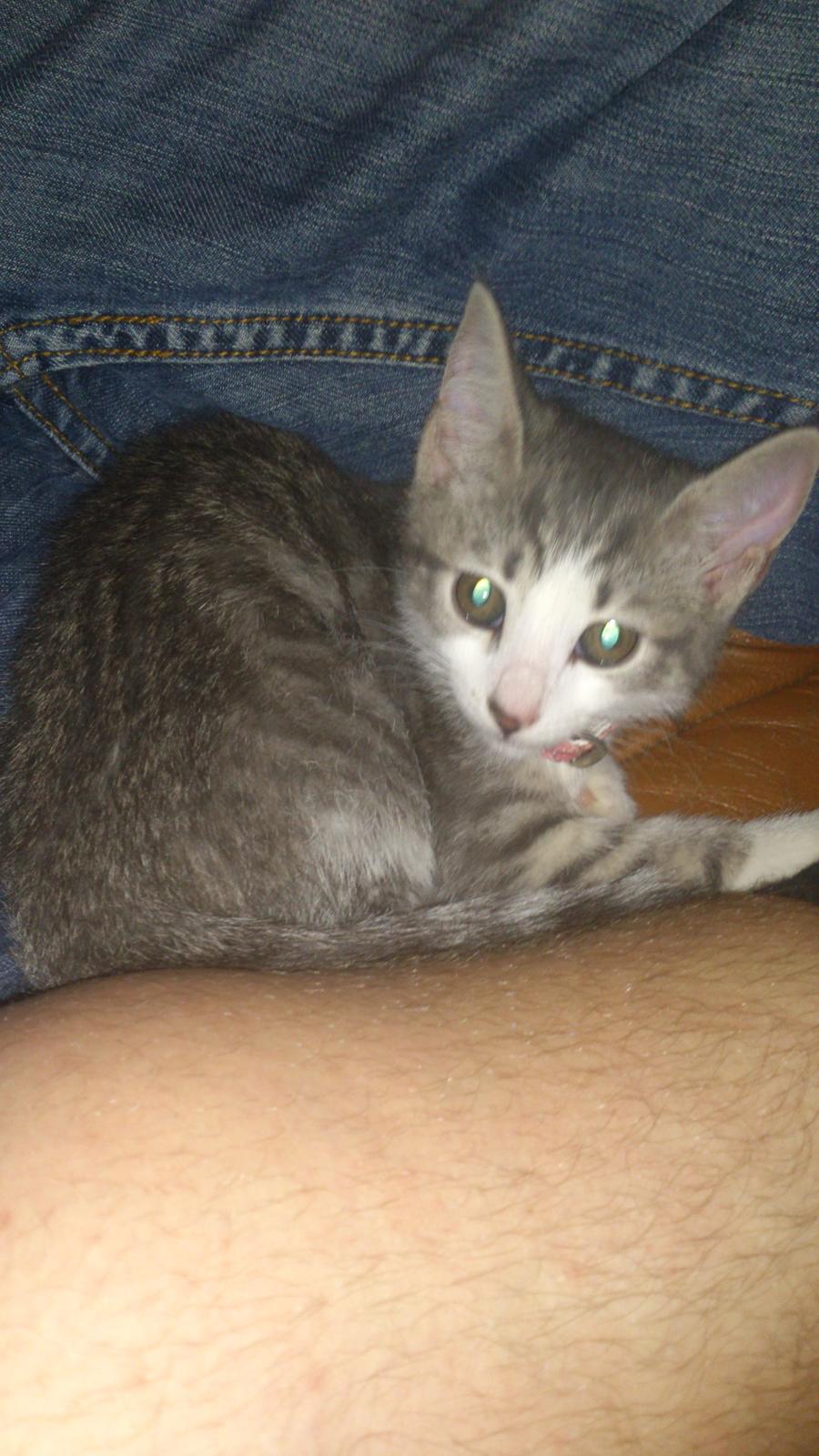 Blanding af racer Niimah billede 5