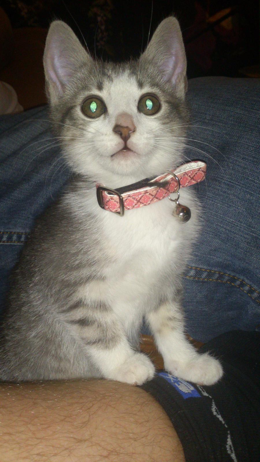 Blanding af racer Niimah billede 3