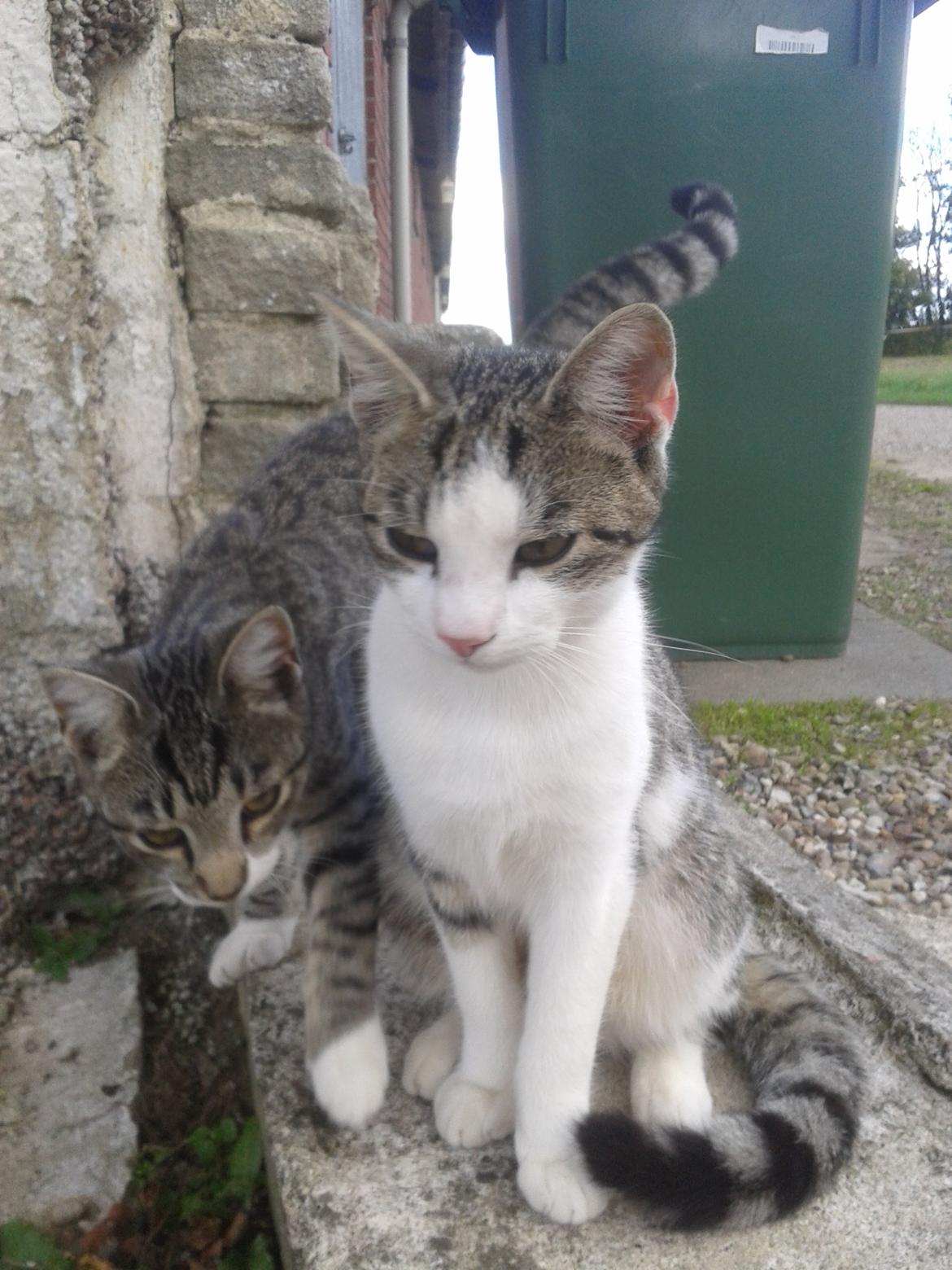 Huskat Mille - Sammen med Bølle  billede 32