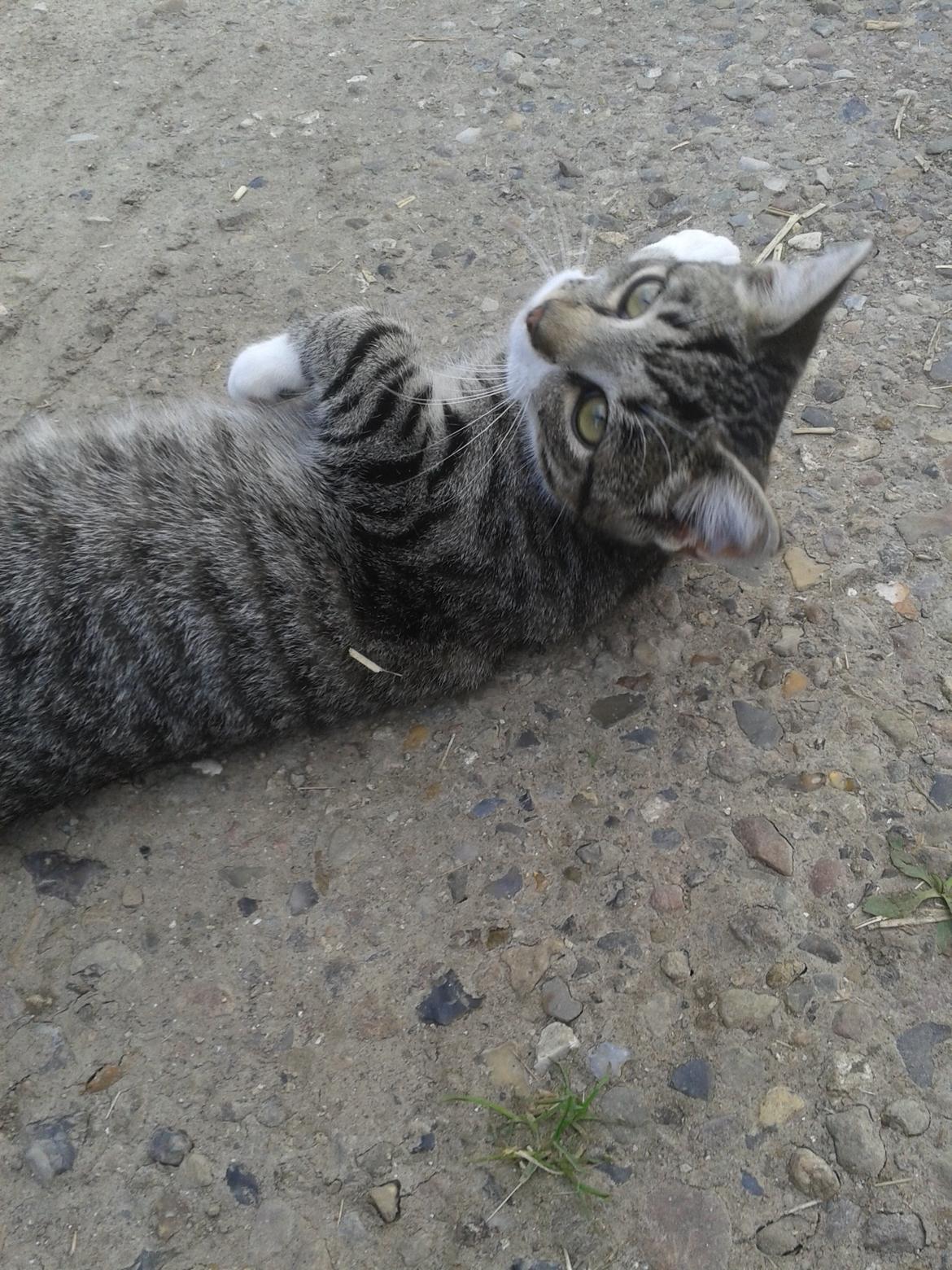 Huskat Mille - Rulletur billede 33