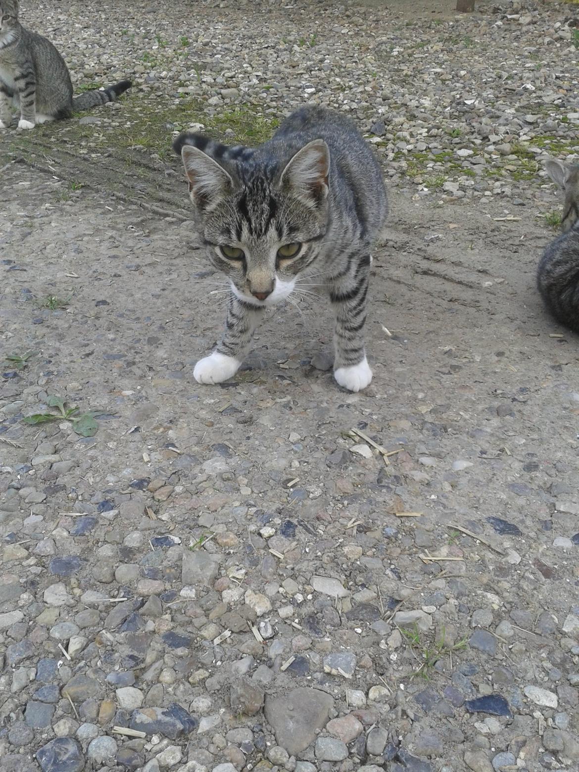 Huskat Mille - Bambie  billede 34