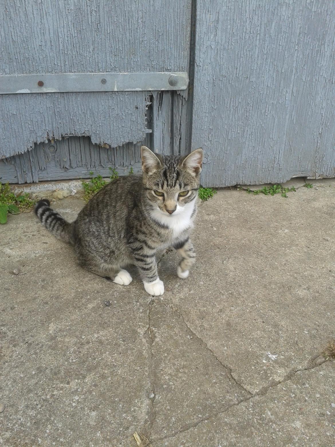 Huskat Mille billede 35