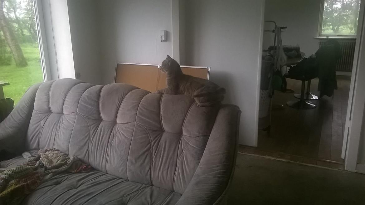 Huskat Master  R.I.P. <3 billede 1