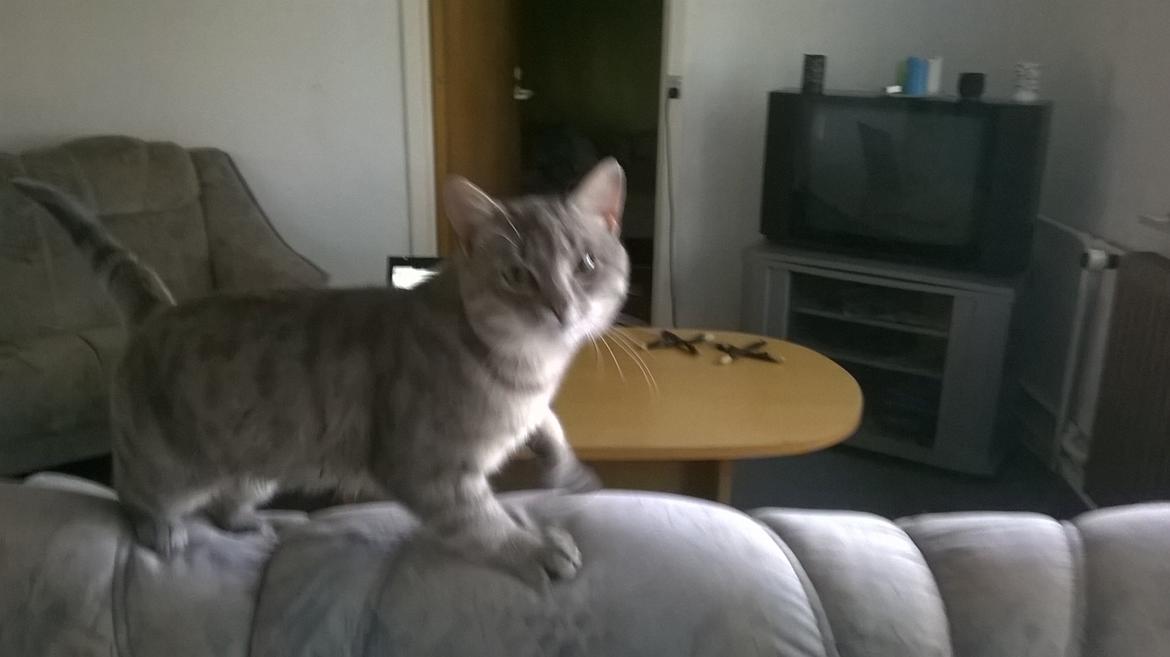 Huskat Master  R.I.P. <3 billede 3