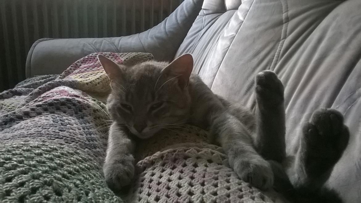 Huskat Master  R.I.P. <3 billede 4