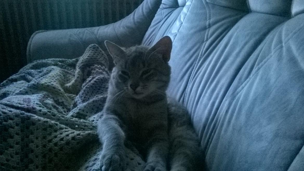 Huskat Master  R.I.P. <3 billede 5