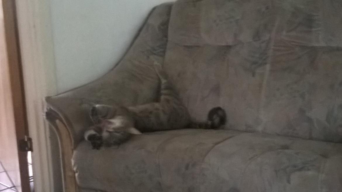 Huskat Master  R.I.P. <3 billede 2