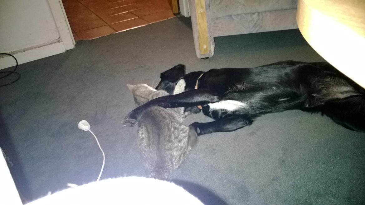 Huskat Master  R.I.P. <3 billede 8