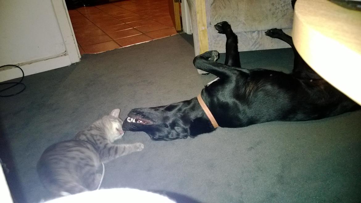 Huskat Master  R.I.P. <3 billede 10