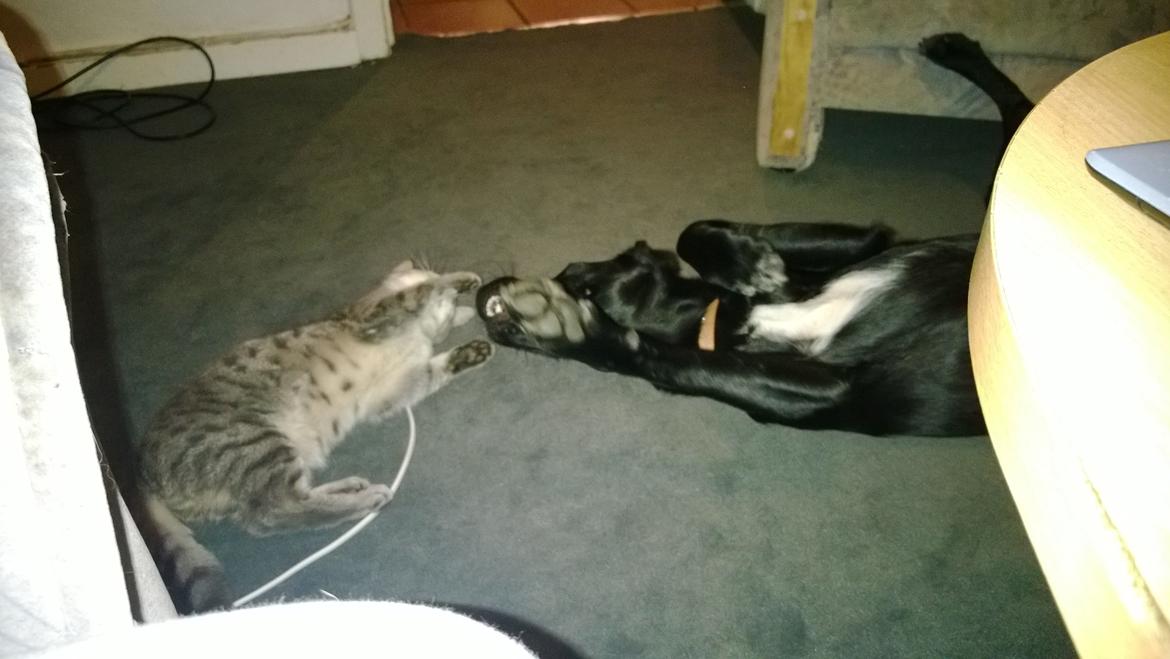 Huskat Master  R.I.P. <3 billede 11