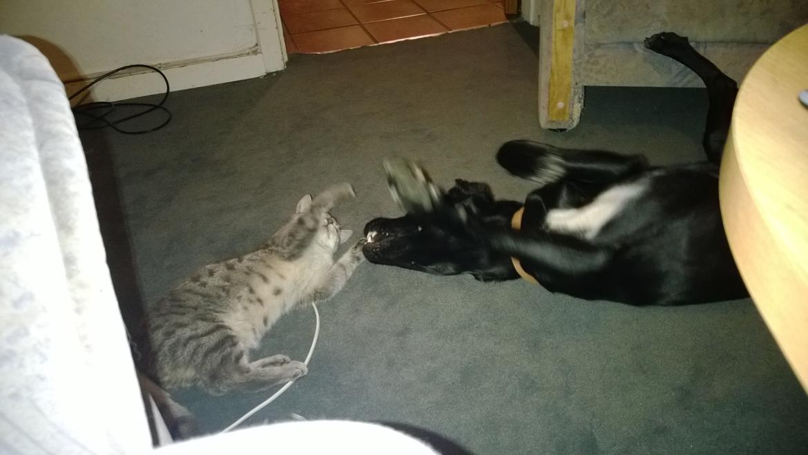 Huskat Master  R.I.P. <3 billede 12