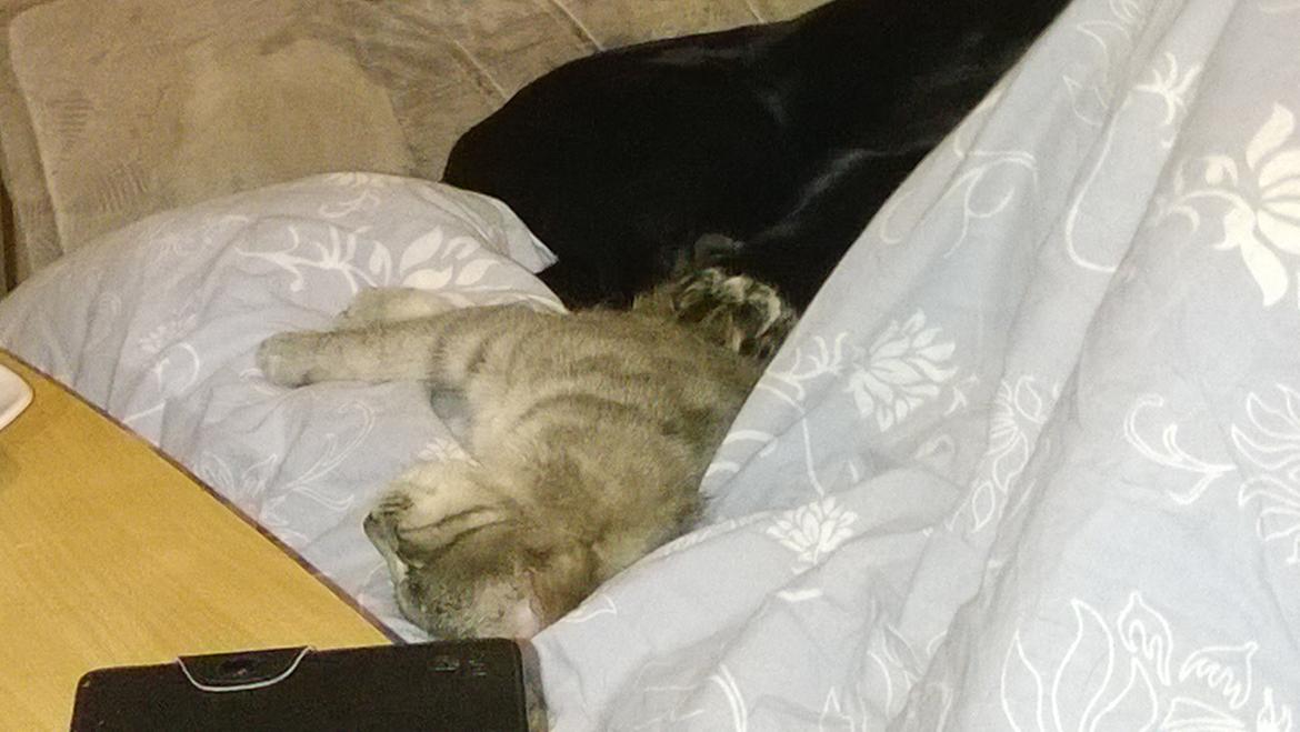 Huskat Master  R.I.P. <3 billede 13