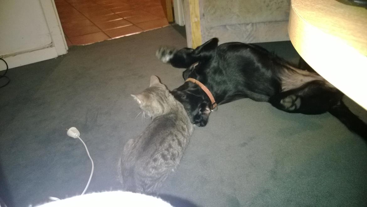 Huskat Master  R.I.P. <3 billede 9