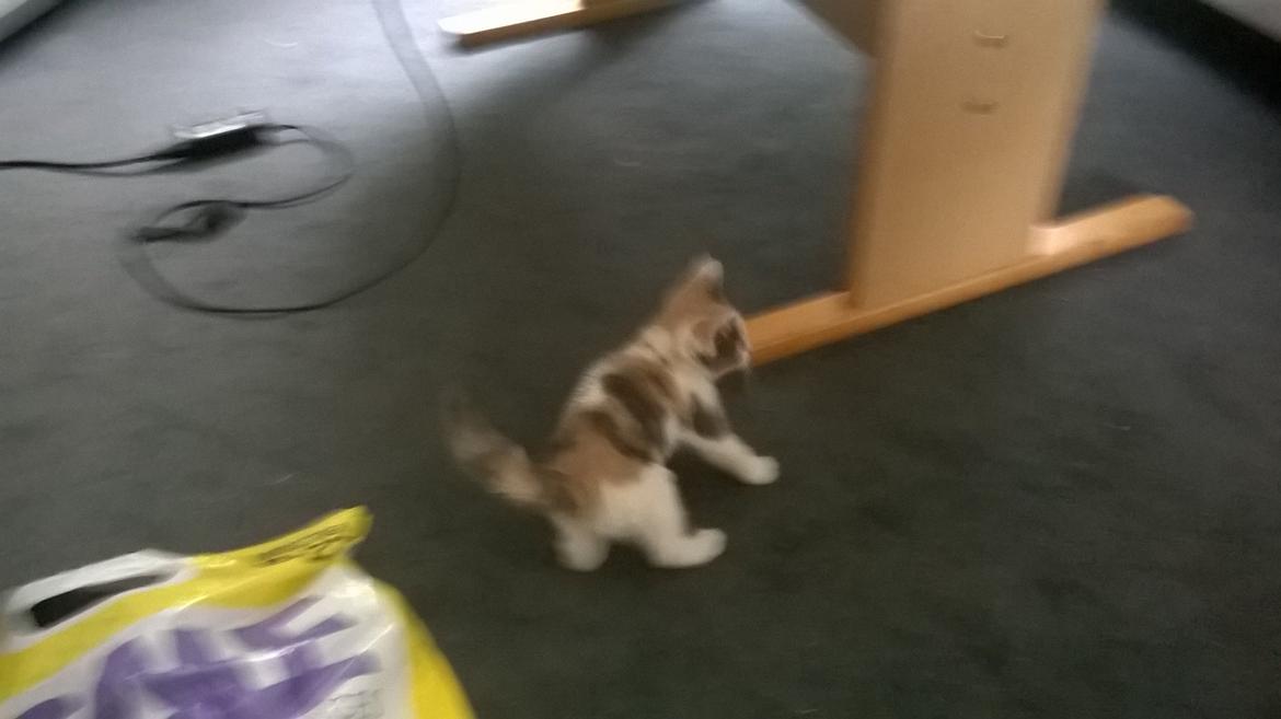 Huskat Naddy  billede 1