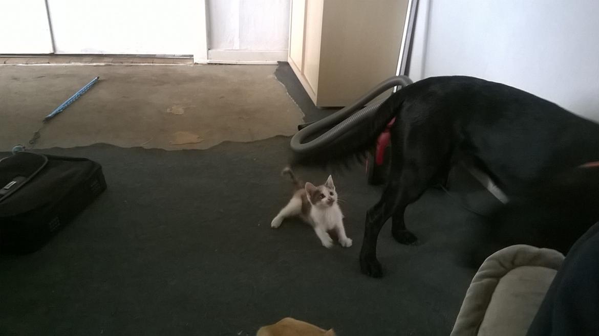 Huskat Naddy  billede 3