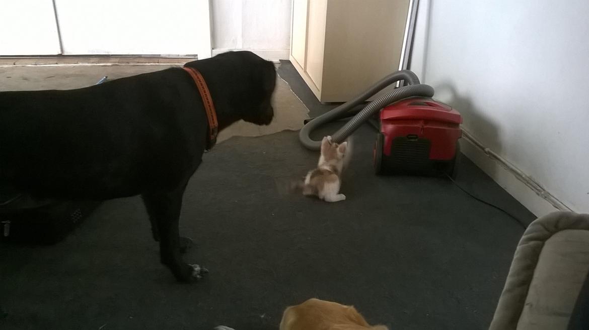 Huskat Naddy  billede 4