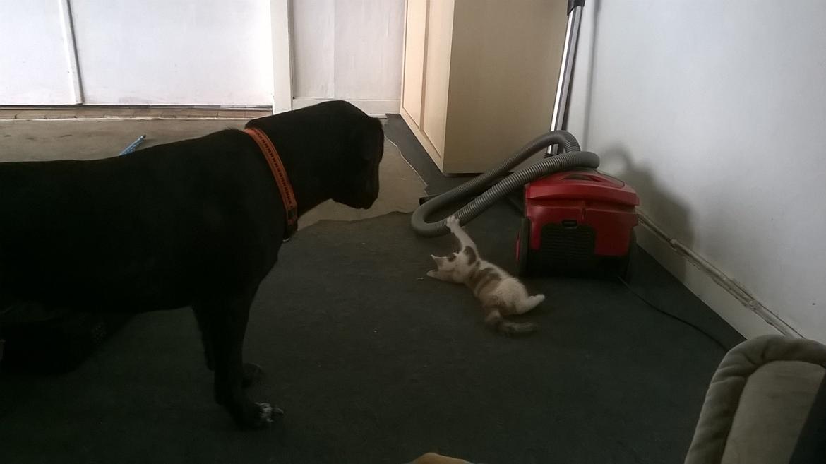 Huskat Naddy  billede 5