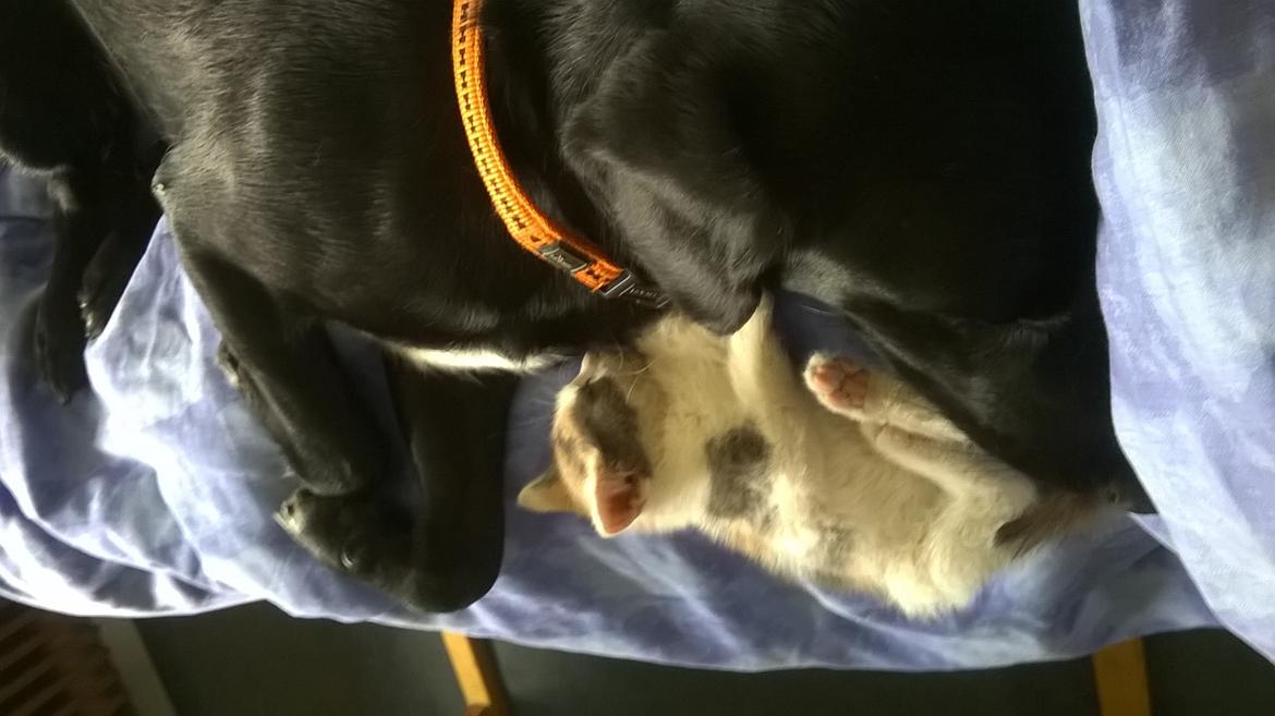 Huskat Naddy  billede 6