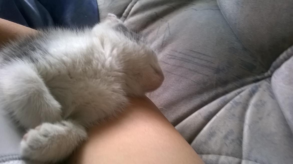 Huskat Naddy  billede 7