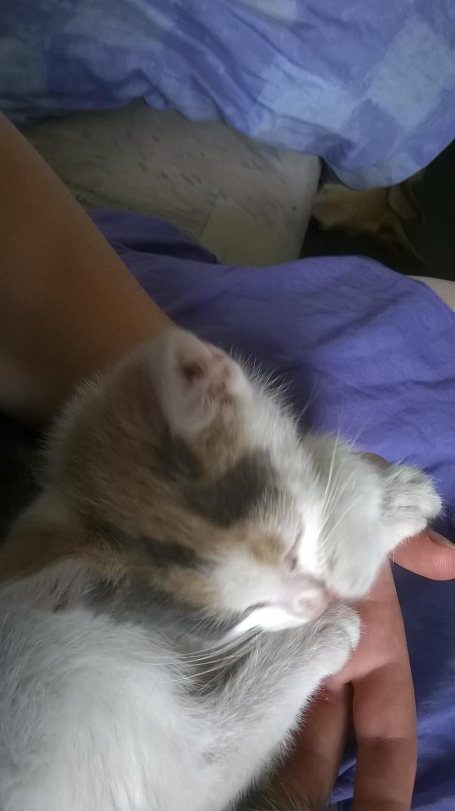 Huskat Naddy  billede 8