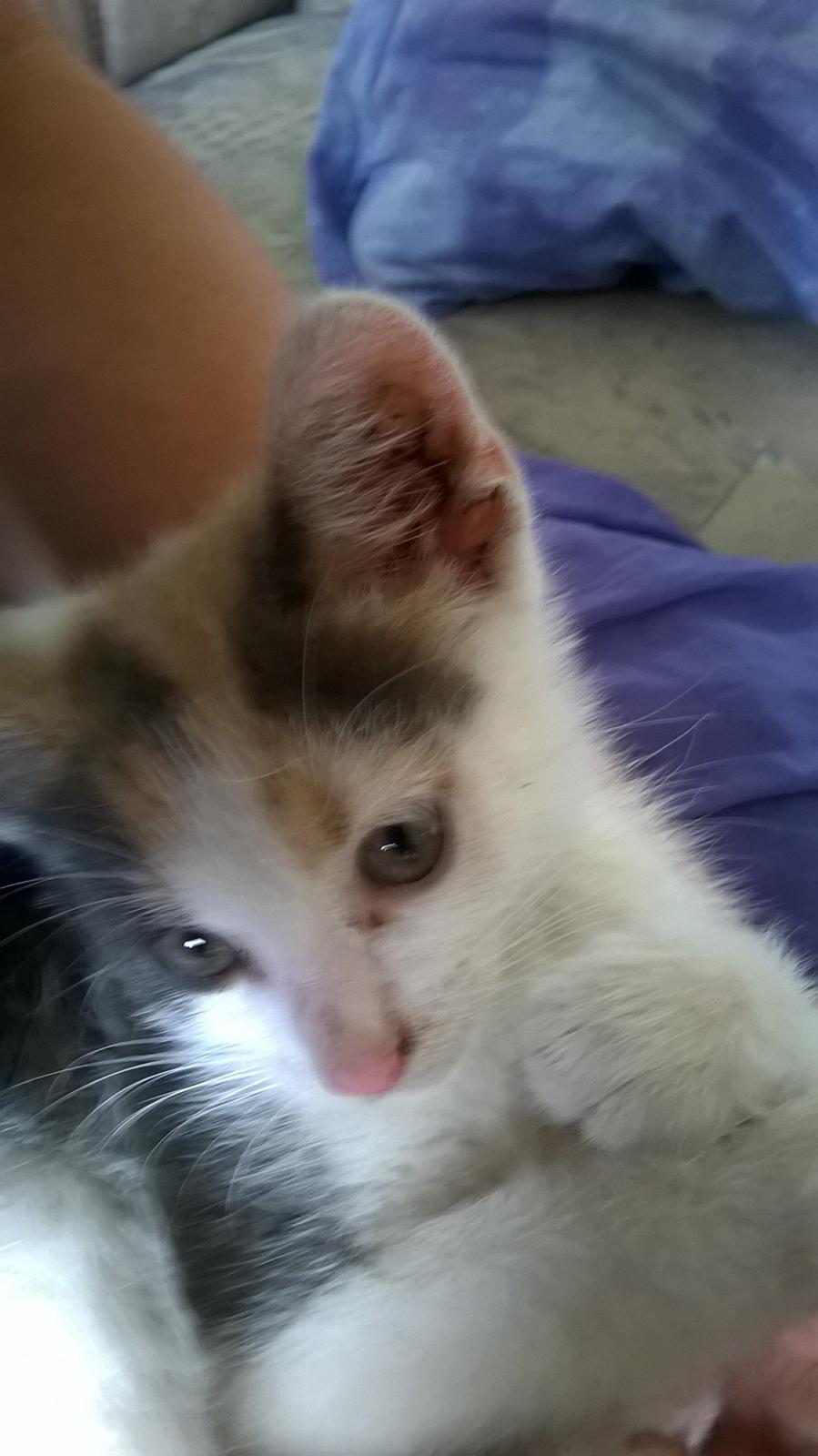 Huskat Naddy  billede 9