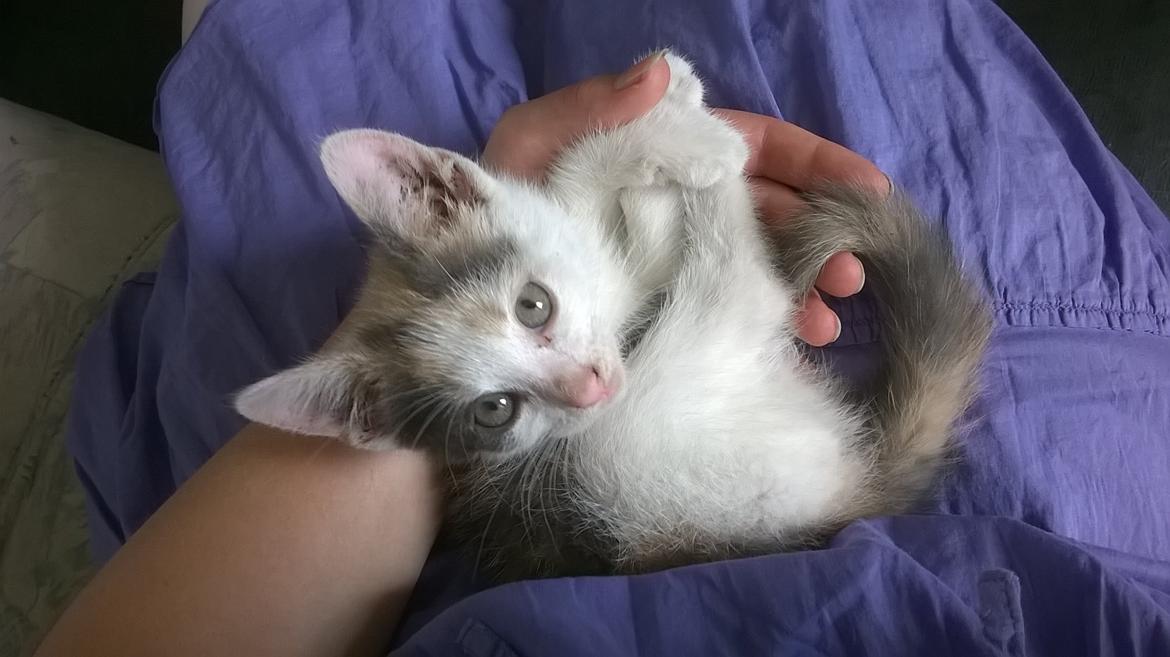 Huskat Naddy  billede 10