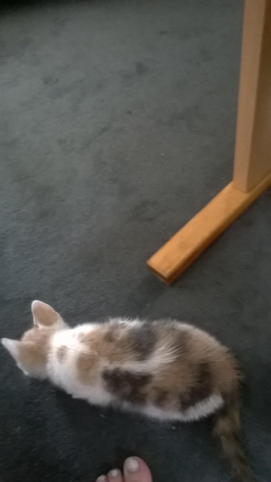 Huskat Naddy  billede 11