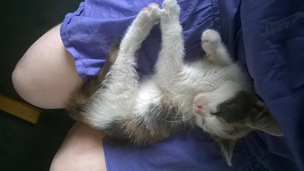 Huskat Naddy  billede 12