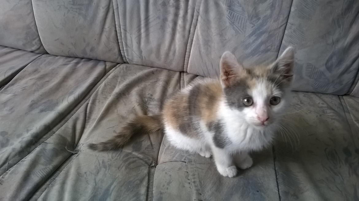 Huskat Naddy  billede 13