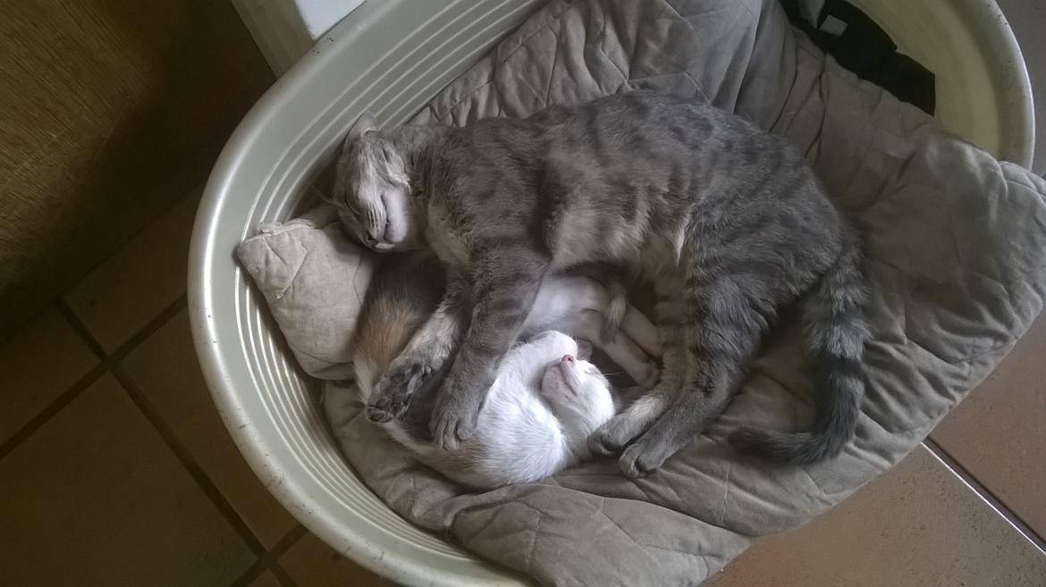 Huskat Naddy  billede 14