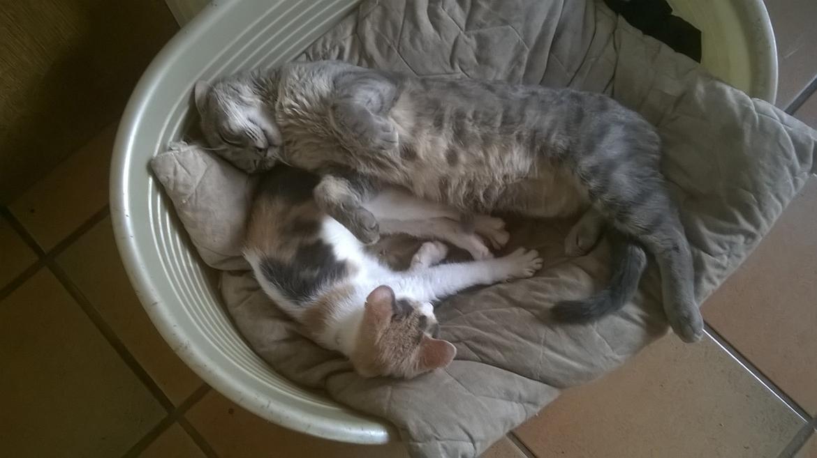 Huskat Naddy  billede 15